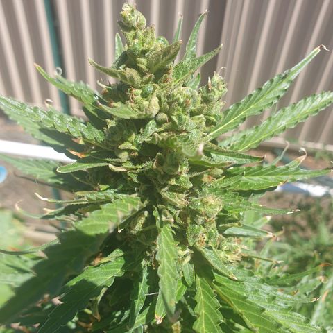 Jenna  growlog timeline photo
