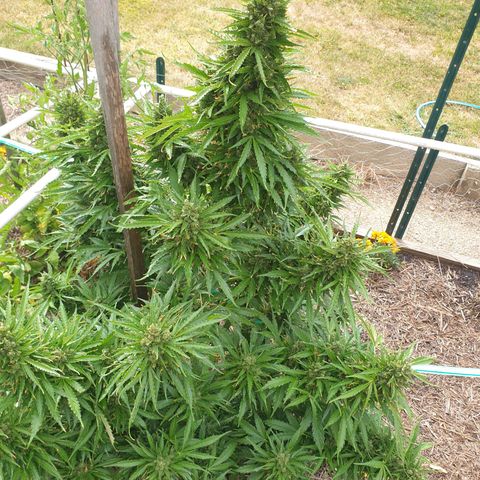 Jenna  growlog timeline photo