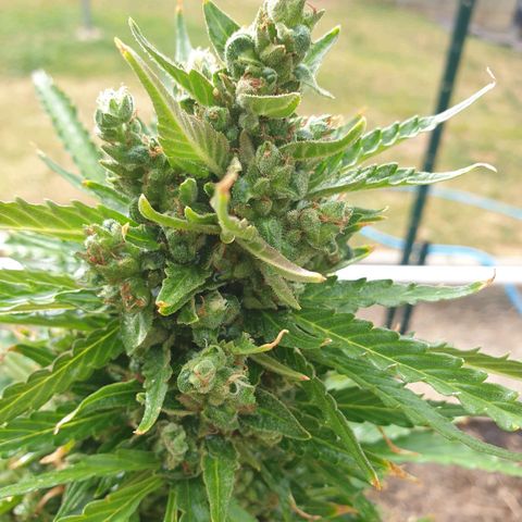 Jenna  growlog photo: Nearly there 