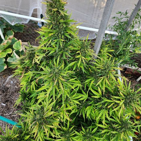 Jenna  growlog photo: Lots of cloudy white but no amber 