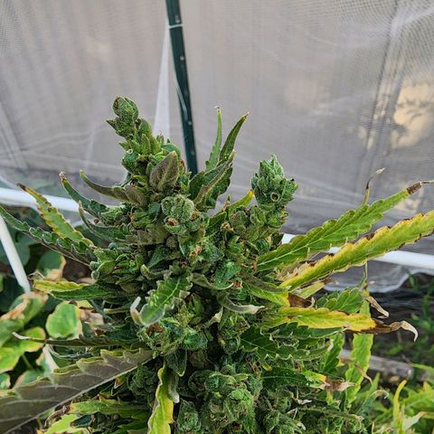 Jenna  growlog photo: Lots of cloudy white but no amber 