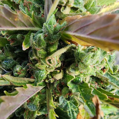 Jenna  growlog photo: Very close probably 10% to 20% amber 