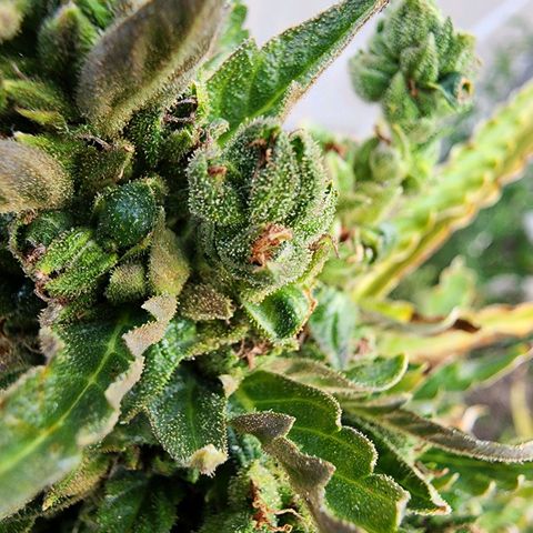 Jenna  growlog photo: Very close probably 10% to 20% amber 