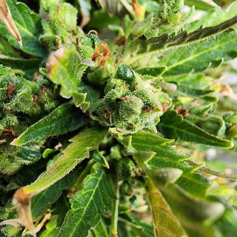 Jenna  growlog photo: Very close probably 10% to 20% amber 