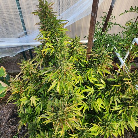 Jenna  growlog timeline photo