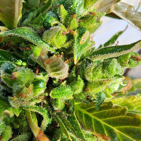 Jenna  growlog timeline photo