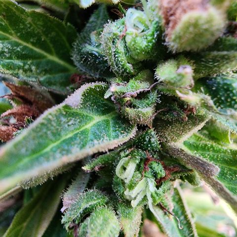 Jenna  growlog photo: Second teir doing well still mostly milky though 