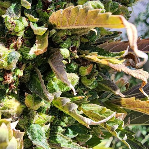 Jenna  growlog photo: Taking her top off has encouraged new growth 