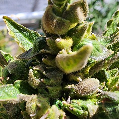 Jenna  growlog photo: Taking her top off has encouraged new growth 