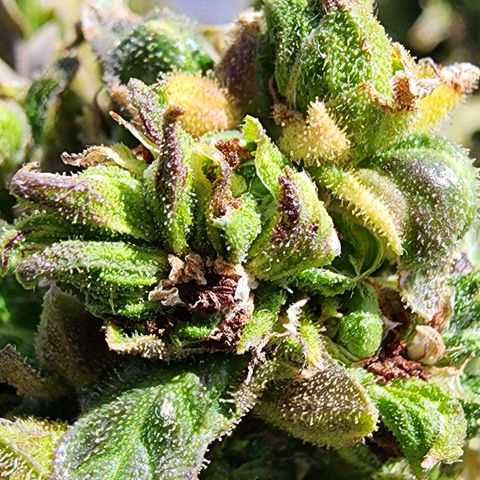 Jenna  growlog photo: Taking her top off has encouraged new growth 