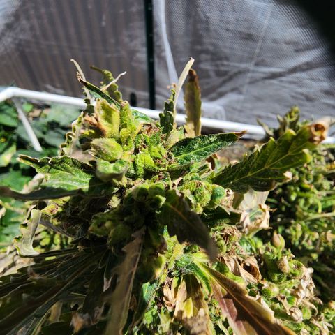 Jenna  growlog photo: Taking her top off has encouraged new growth 