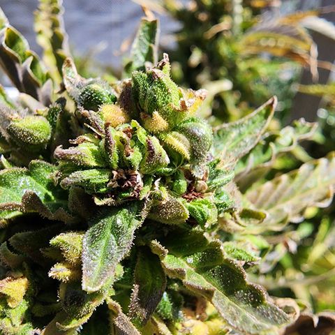 Jenna  growlog photo: Taking her top off has encouraged new growth 