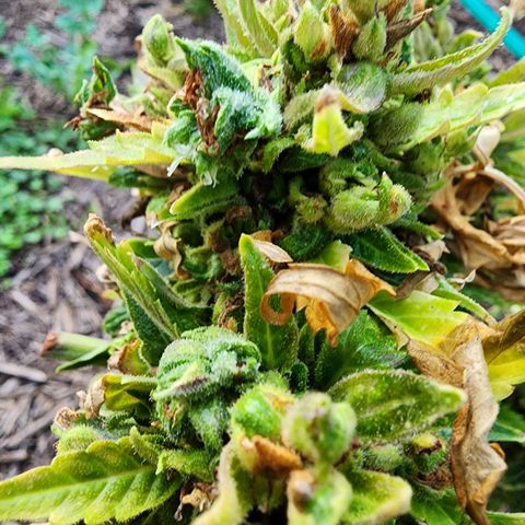Jenna  growlog photo: One more harvest
