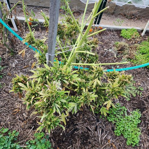 Jenna  growlog photo: One more harvest