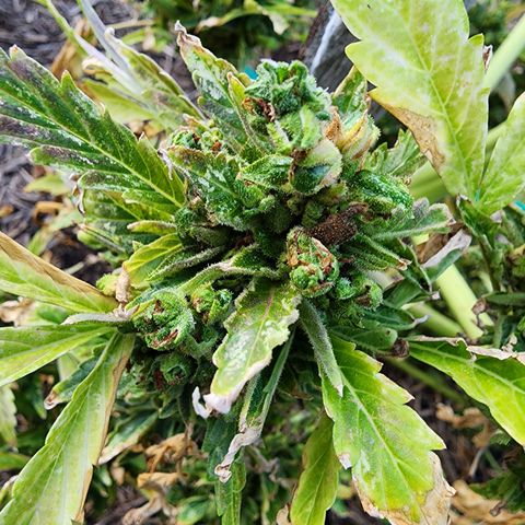 Jenna  growlog photo: One more harvest