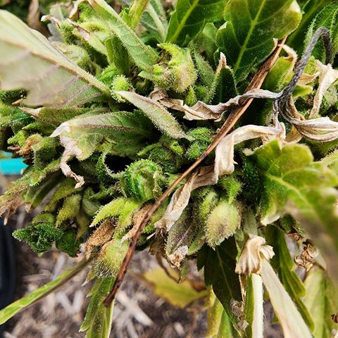Jenna  growlog photo: Lower beds still mostly white, will give her another week. 
