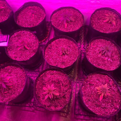 Gorilla Rainbow growlog photo: Dia 1 transplante 15 lts 