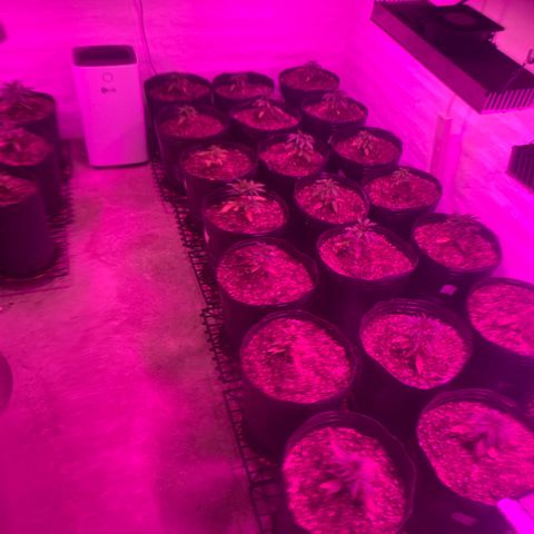 Gorilla Rainbow growlog photo: Dia 1 transplante 15 lts 