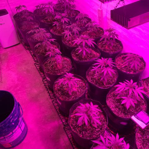 Gorilla Rainbow growlog photo: Riego solo agua
