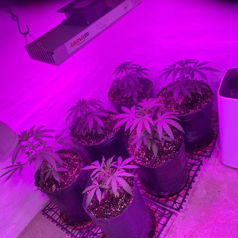 Gorilla Rainbow growlog photo: Riego solo agua