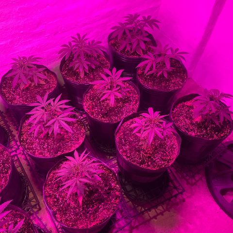 Gorilla Rainbow growlog photo: Riego solo agua