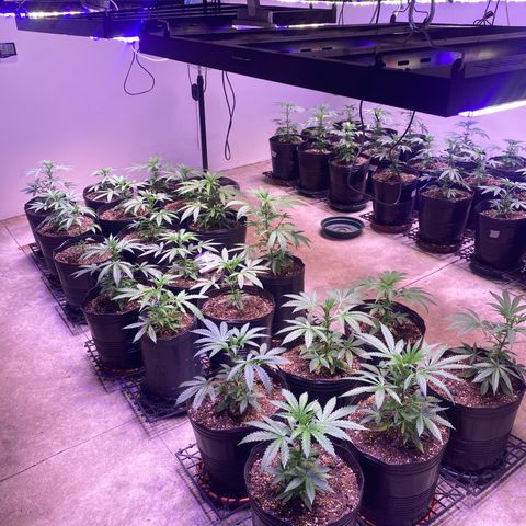 Gorilla Rainbow growlog timeline photo