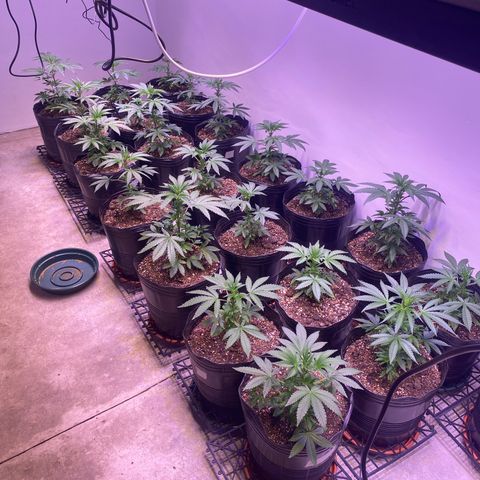 Gorilla Rainbow growlog timeline photo