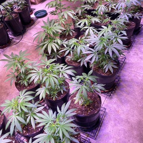 Gorilla Rainbow growlog timeline photo