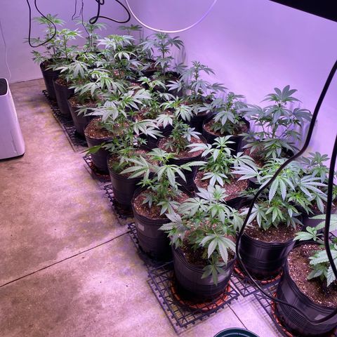 Gorilla Rainbow growlog timeline photo