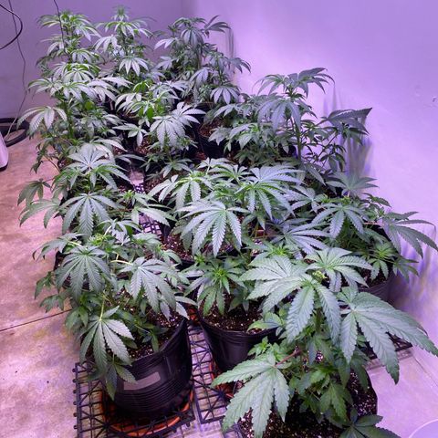 Gorilla Rainbow growlog timeline photo