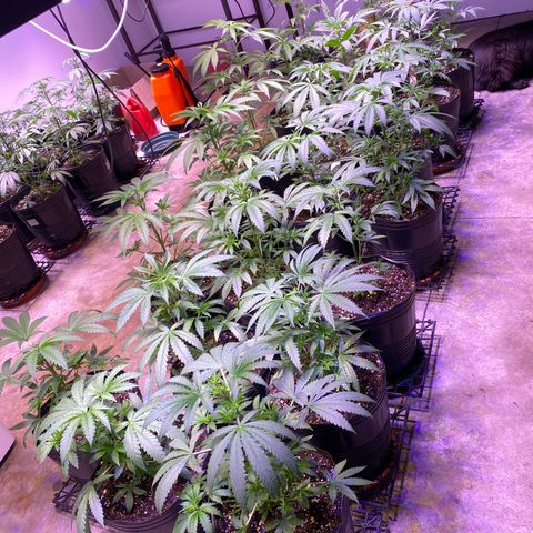 Gorilla Rainbow growlog timeline photo