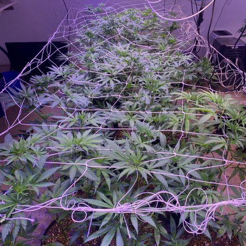 Gorilla Ghost growlog timeline photo