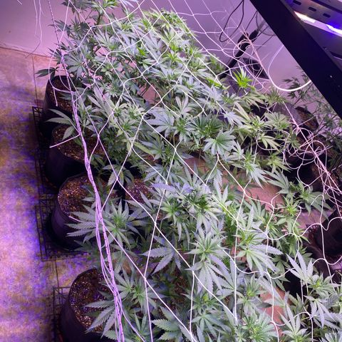 Gorilla Ghost growlog timeline photo