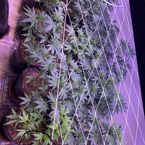 Gorilla Rainbow growlog timeline photo