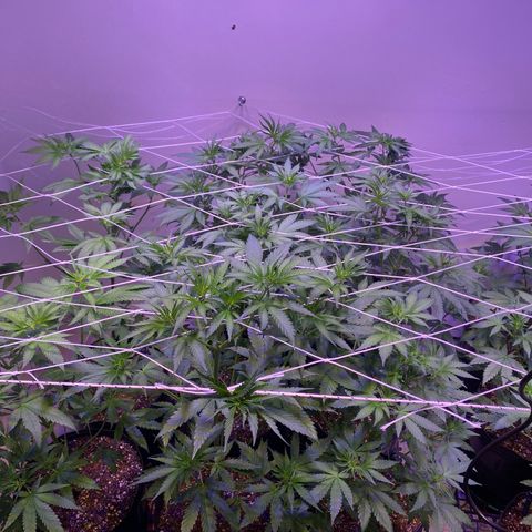 Gorilla Rainbow growlog timeline photo