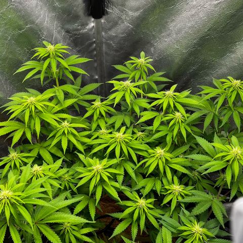 Mimosa growlog timeline photo