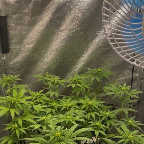 Mimosa growlog timeline photo