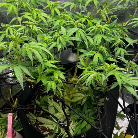 Mimosa growlog timeline photo