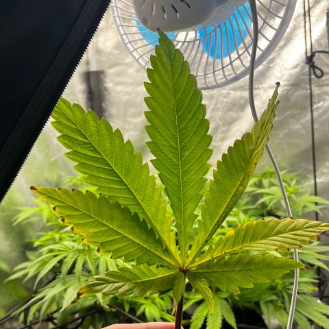 Mimosa growlog timeline photo