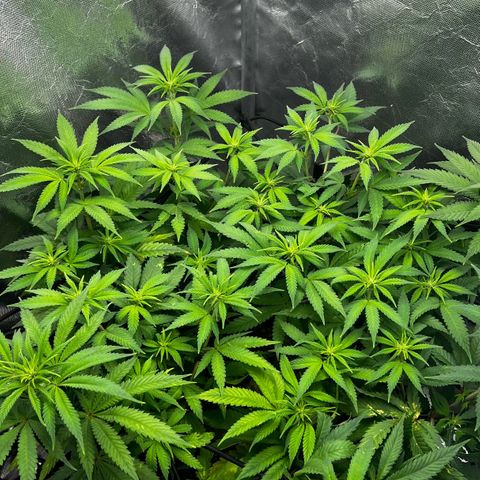 Mimosa growlog timeline photo