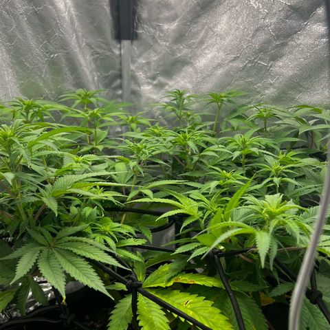 Mimosa growlog timeline photo