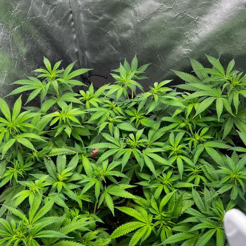 Mimosa growlog timeline photo