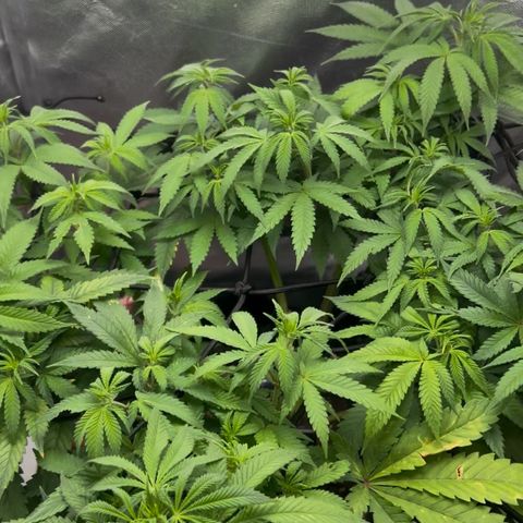 Mimosa growlog timeline photo