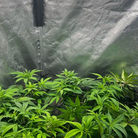 Mimosa growlog timeline photo