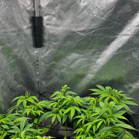 Mimosa growlog timeline photo