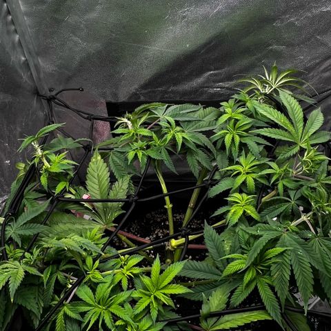 Mimosa growlog photo: Excesso de luz