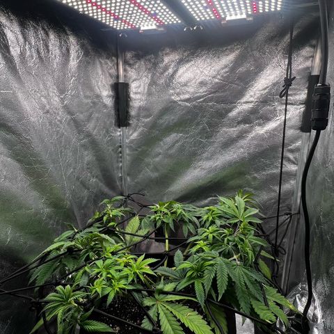 Mimosa growlog timeline photo