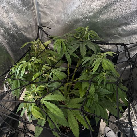 Mimosa growlog timeline photo