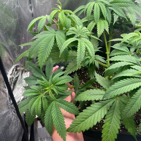 Mimosa growlog timeline photo