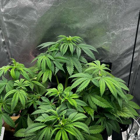 Mimosa growlog timeline photo